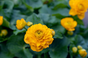 Caltha palustris Multiplex marsh marigold with bright yellow flowers surrounded by green leaves, in the garden