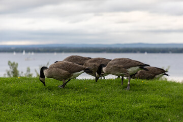 Canadian geese eating grass in public park near river. A flock of wild birds. Canada goose in Andrew Haydon Park in Ottawa.