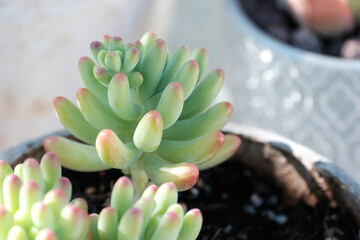 Planta suculenta de colores pasteles