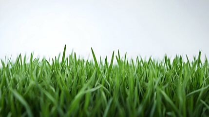 Fototapeta premium Close Up Green Grass In Nature