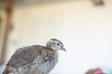 Pequeña perdiz en casa de campo