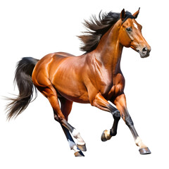 horse isolated on white