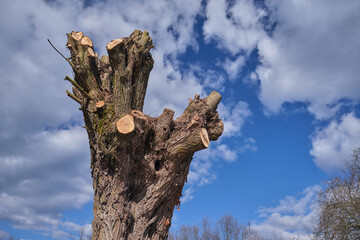 Spring pruning of willows on the edge of the forest. Beautifully trimmed trees during spring...