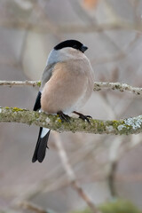 Fototapeta premium Eurasian bullfinch