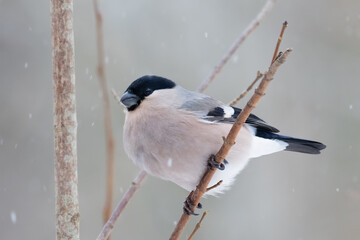 Eurasian bullfinch