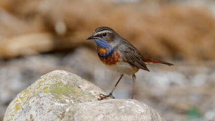 Bluethroat bird perching on rock