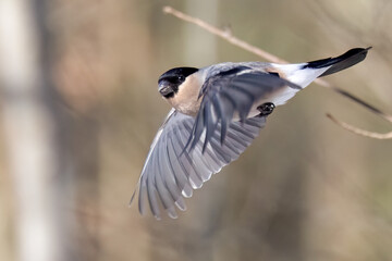 Eurasian bullfinch