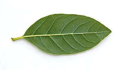 Obraz premium Close Up Of Green Leaf Isolated On White Background Showing Veins and Texture Detail