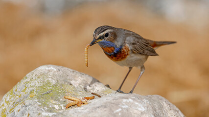 Bluethroat bird perching on rock
