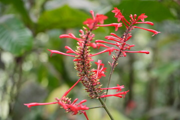 Vibrant Red Tropical Flowers in Lush Greenery