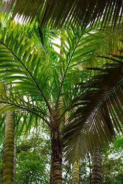 palm tree in the sun