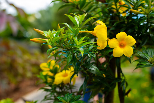 yellow flowers in the garden