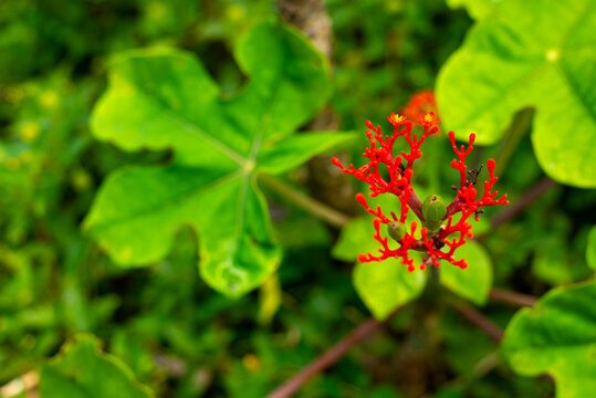 red flowers and green plants