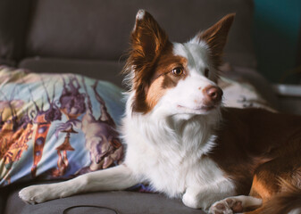 Perro raza collie blanco y marrón en casa