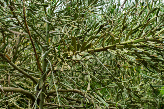 succulent plant, tangle of plants, hedge