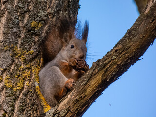 Obraz premium Red Squirrel (Sciurus vulgaris) with winter grey coat sitting on a tree branch and eating a nut in autumn