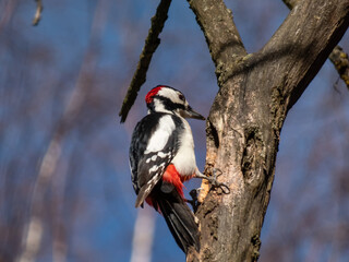Great spotted woodpecker (Dendrocopos major) with pied black and white plumage and a red patch on...