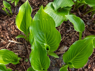 Hosta 'Invincible' with green, oval and glossy leaves with a slightly wavy edges and distinctive...