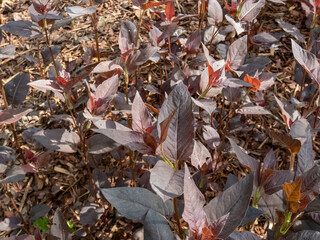 Fringed loosestrife (Lysimachia ciliata) 'Firecracker' with pointed, dark purple leaves growing in a garden