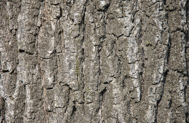 tree bark background. tree bark texture