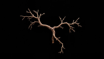 Fototapeta premium Abstract dry branch suspended in darkness, fine art concept
