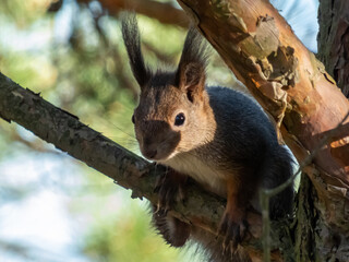 Close-up of the Red Squirrel (Sciurus vulgaris) sitting on a tree branch in forest with blurred background