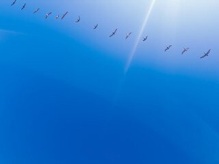Squad of brown pelicans fly across the blue sky on a sunny day in Southern California