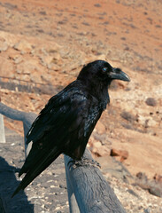 Fototapeta premium Cuervo observando en un paisaje desertico de Fuerteventura