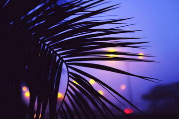 Silueta de una palmera en una noche de niebla