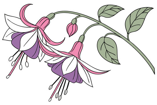 pink and purple fuchsia flowers on white clip art preview