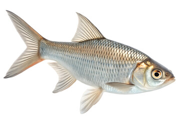 Fototapeta premium A fresh fish isolated on white background