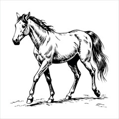 Full-body horse illustration in mid-walk, side view sketch