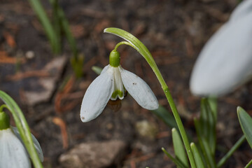 Snowdrops bloom on the lawn in the garden. The snowdrop is a symbol of spring. Snowdrop, or...