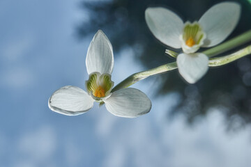 Snowdrops bloom on the lawn in the garden. Reflection in the mirror. Snowdrop, or Galanthus (lat. Galanthus), is a genus of perennial herbs of the Amaryllis family (Amaryllidaceae).