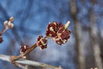 The ash-leaved maple blooms, or American maple (lat. Acer negundo), inflorescences dissolve. Spring.