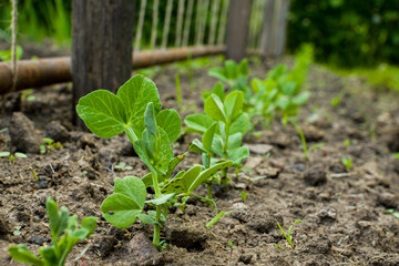 Sprouts of young peas in a garden bed in the ground. Seedlings in the ground at the cottage. Gardening and gardening. Eco-products grown by hand. Farm and healthy vegetables and food