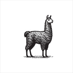 Fototapeta premium Simple Llama Standing Vector Icon – Vintage Logo & Retro Illustration