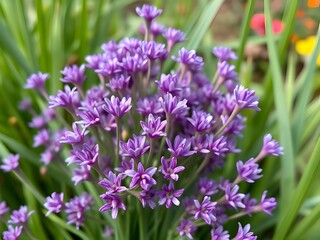 Obraz premium Stunning Purple Allium Flower Close-Up Blooming in Garden, Floral Beauty, Nature Photography