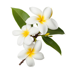 Naklejka premium Plumeria flowers on a nature still life floral arrangement close-up on a transparent background