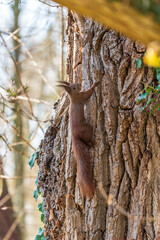 Ein Eichhörnchen in einem Baum