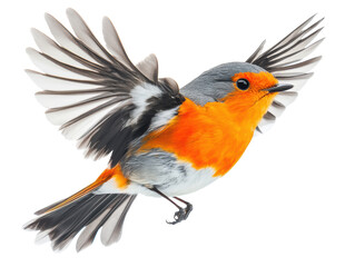 Obraz premium Vibrant bird in flight showcasing colorful plumage and wings, cut out