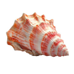 Obraz premium Beautiful seashell on a nature detailed close-up on a transparent background