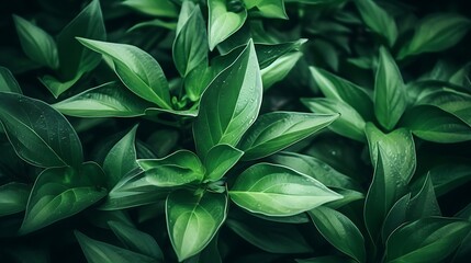Fototapeta premium Lush Green Foliage: A Symphony of Emerald Leaves