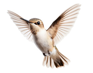 Obraz premium Hummingbird in mid-flight showcasing vibrant feathers and agility, cut out