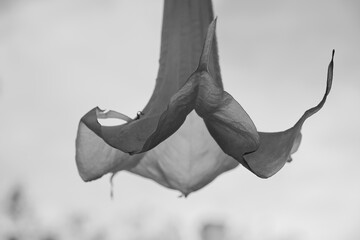 Flor con forma acampanada en un jardín © Malia