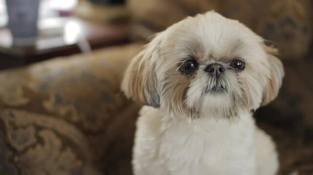 shih tzu dog looks at camera