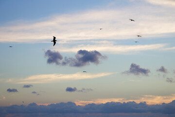 Cielo con nubes y gaviotas volando