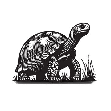 black and white tortoise on grass clip art preview