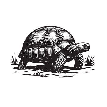 black and white tortoise walking on grass clip art preview