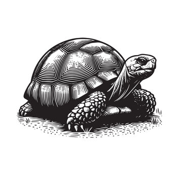 black and white tortoise drawing clip art preview
